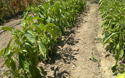 huerta libre de malas hierbas el runar